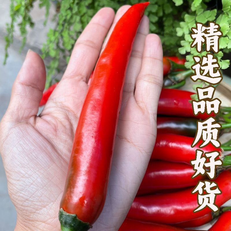 精品好货洪金塔美人椒，质量好，品质优，有需要的朋友请联系