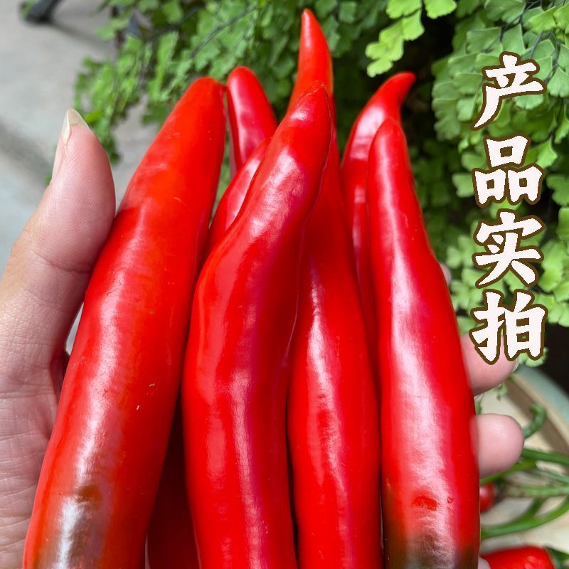 精品好货洪金塔美人椒，质量好，品质优，有需要的朋友请联系