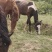 高山放养马驹，大量有货，