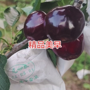 精品套袋美早，口感脆甜，硬度好，一件也是批发价。