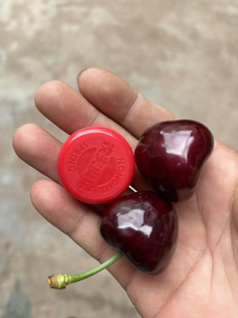 精品套袋美早，口感脆甜，硬度好，一件也是批发价。
