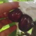 精品套袋美早，口感脆甜，硬度好，一件也是批发价。