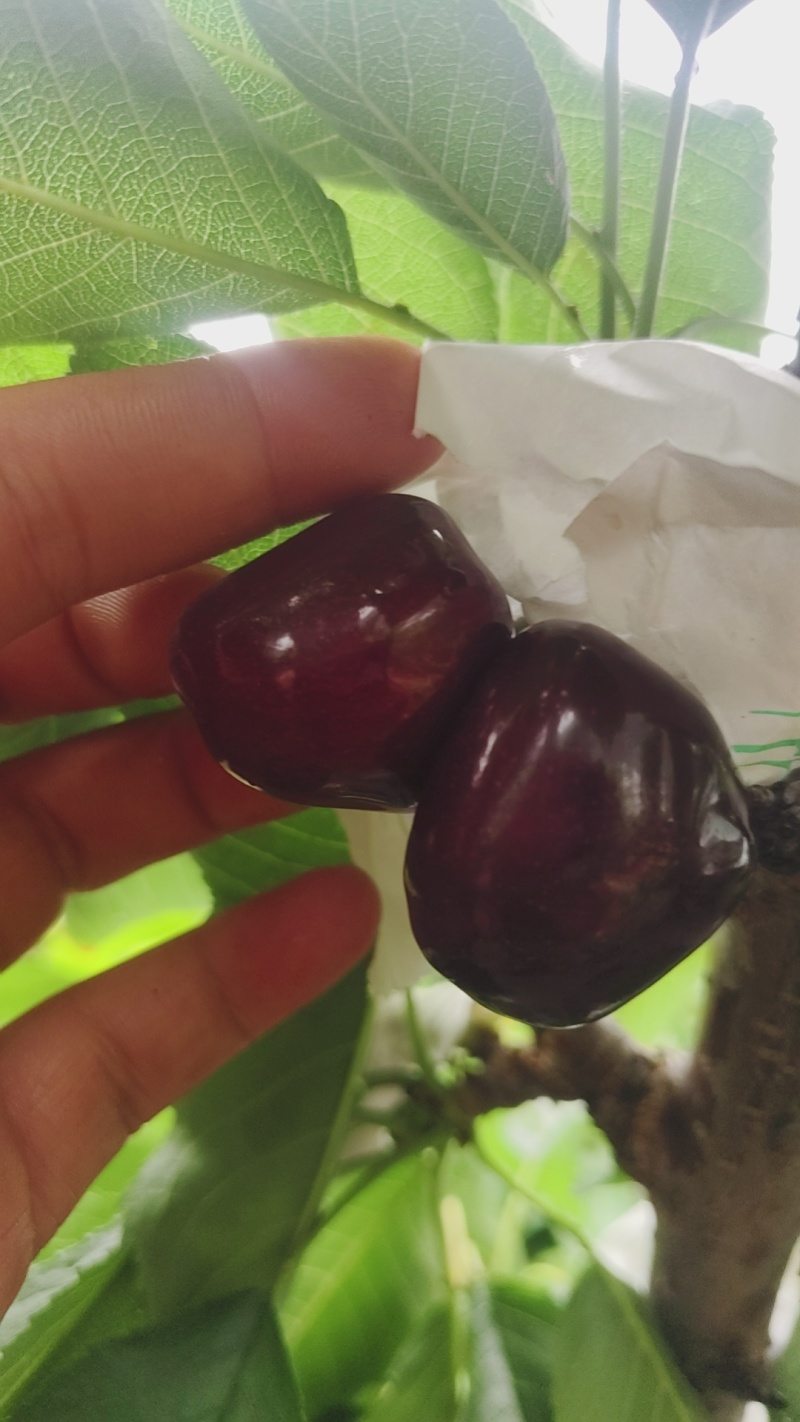 精品套袋美早，口感脆甜，硬度好，一件也是批发价。