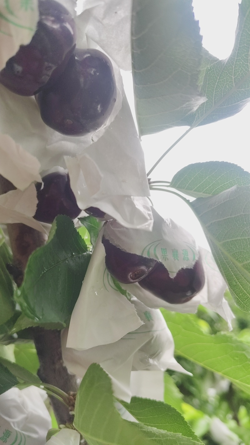 精品套袋美早，口感脆甜，硬度好，一件也是批发价。