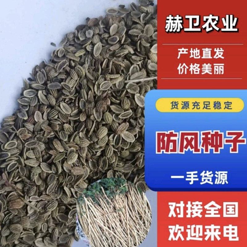 防风种子纯新种子防风籽包芽率包邮质量保证放心采购