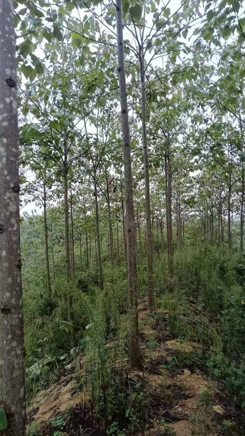 泡桐基地直供紫花泡桐3~20公分的量大欢迎打电话咨询咨询