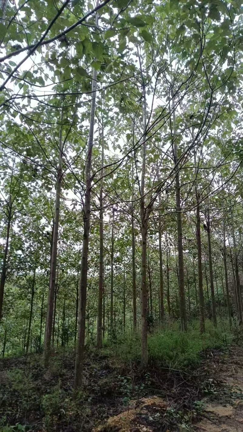 泡桐基地直供紫花泡桐3~20公分的量大欢迎打电话咨询咨询
