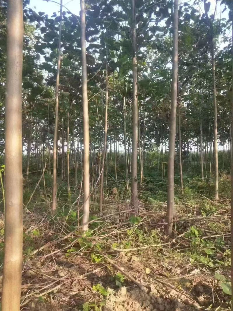 泡桐基地直供紫花泡桐3~20公分的量大欢迎打电话咨询咨询