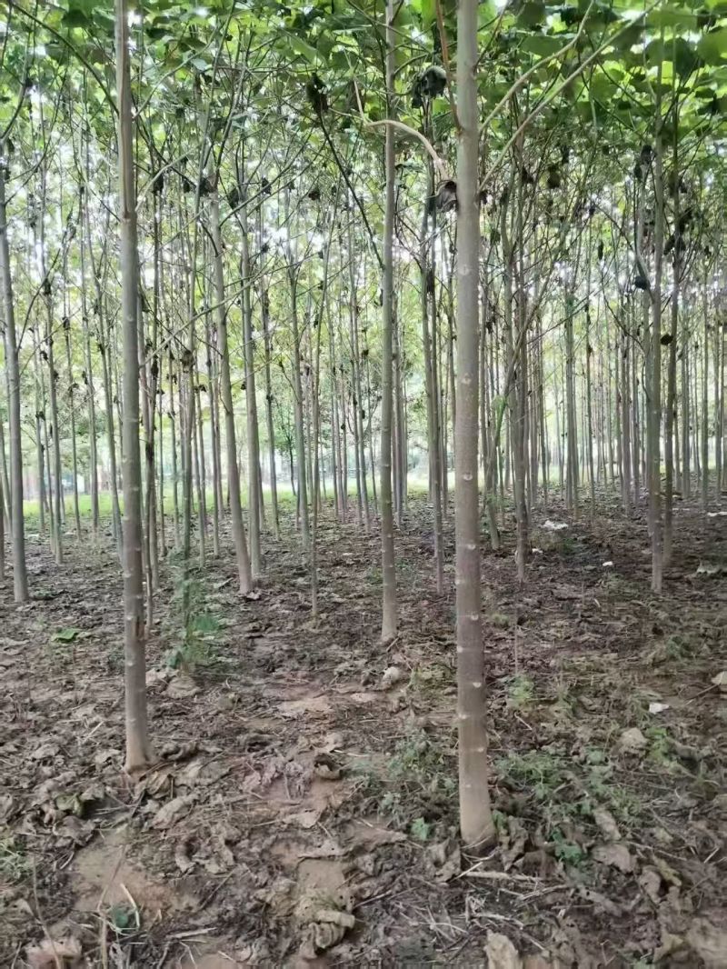 泡桐基地直供紫花泡桐3~20公分的量大欢迎打电话咨询咨询