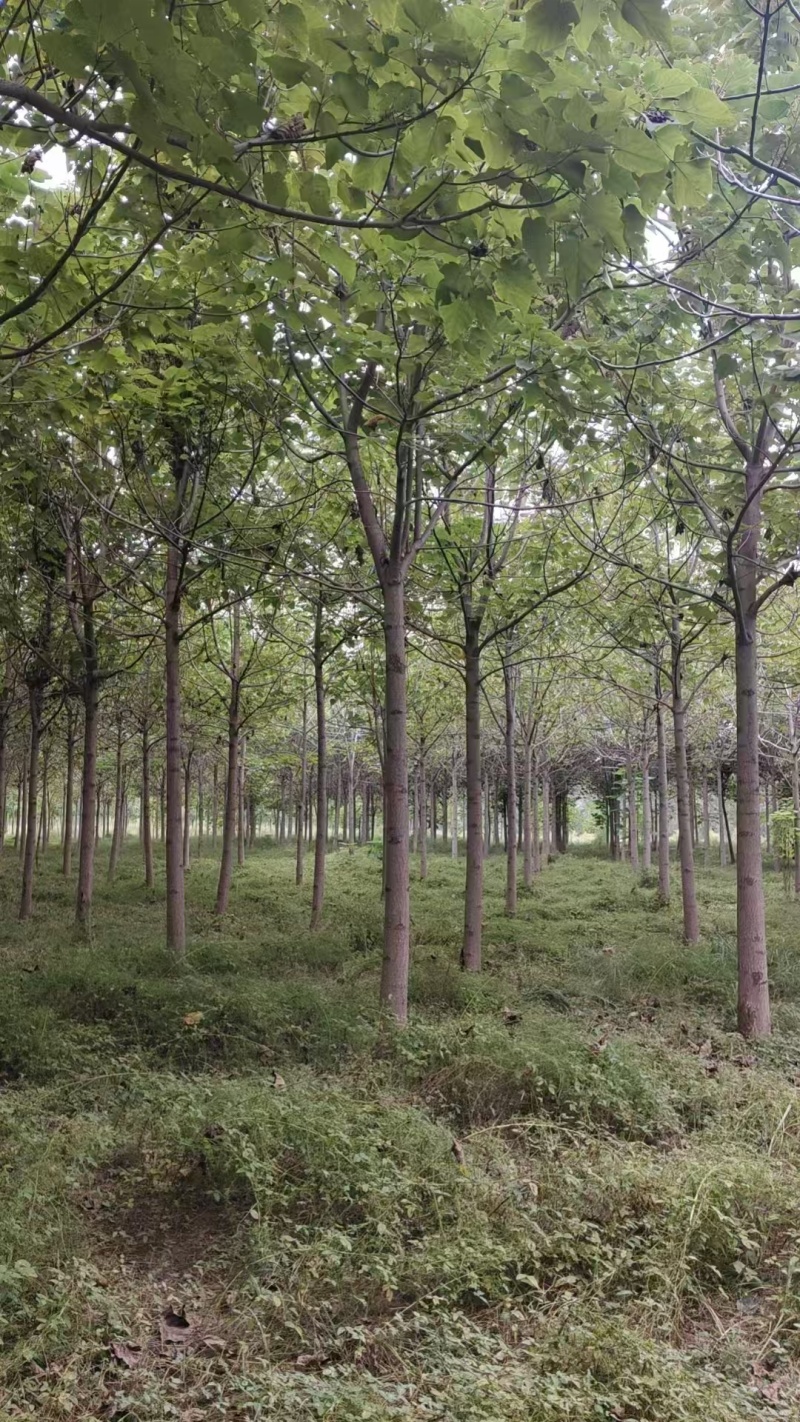 泡桐基地直供紫花泡桐3~20公分的量大欢迎打电话咨询咨询