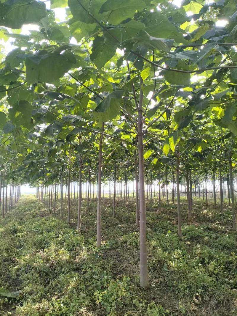 泡桐基地直供紫花泡桐3~20公分的量大欢迎打电话咨询咨询