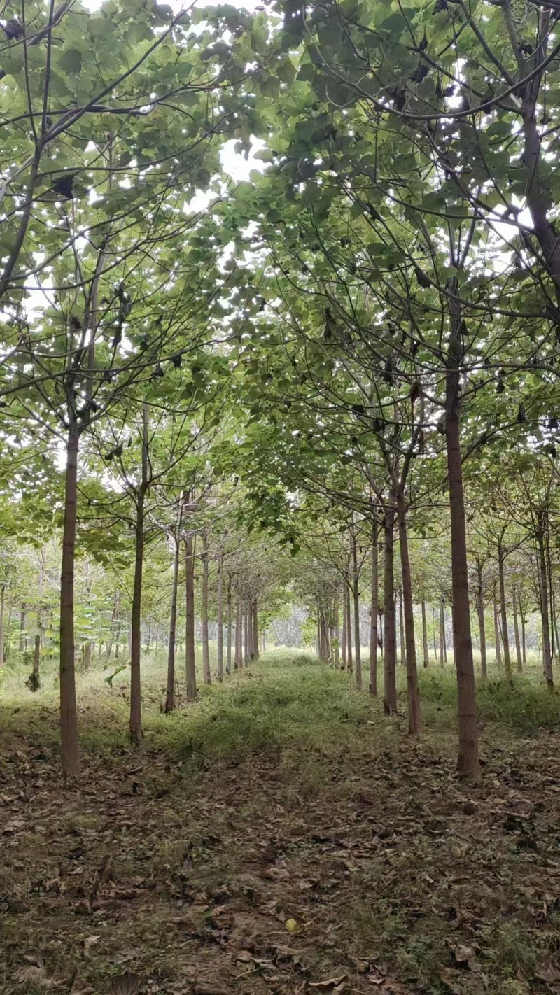 泡桐基地直供紫花泡桐3~20公分的量大欢迎打电话咨询咨询