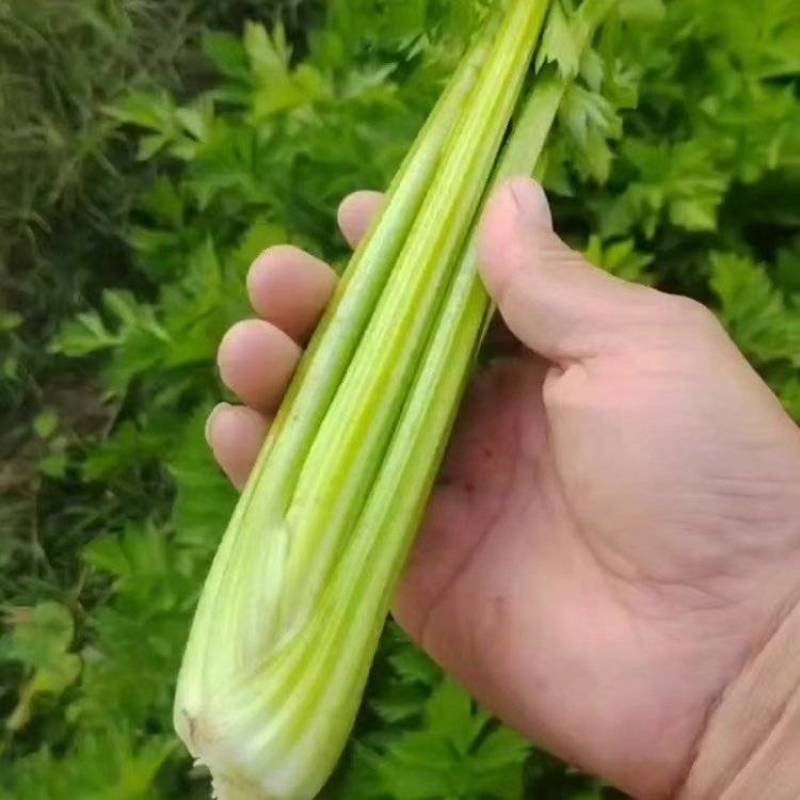 50亩地全部出货