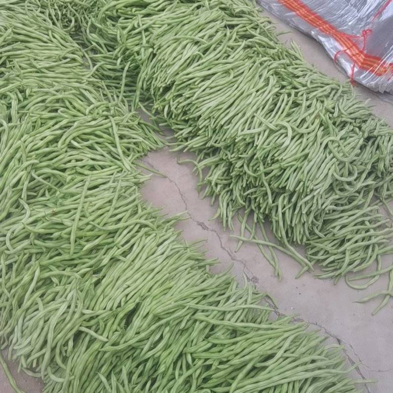 无丝豆