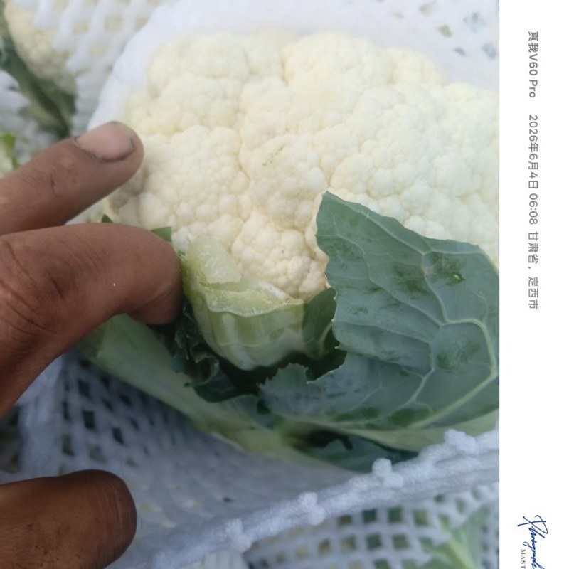 白花大量上市，需要的联系