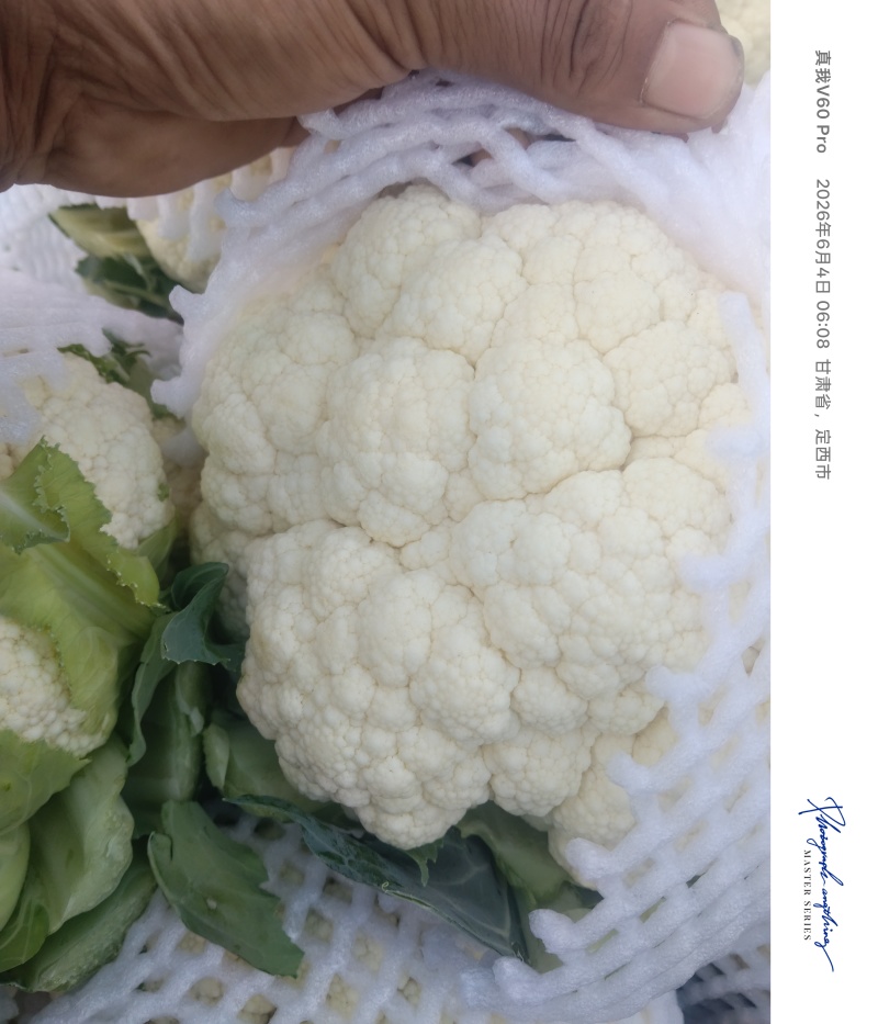 白花大量上市，需要的联系