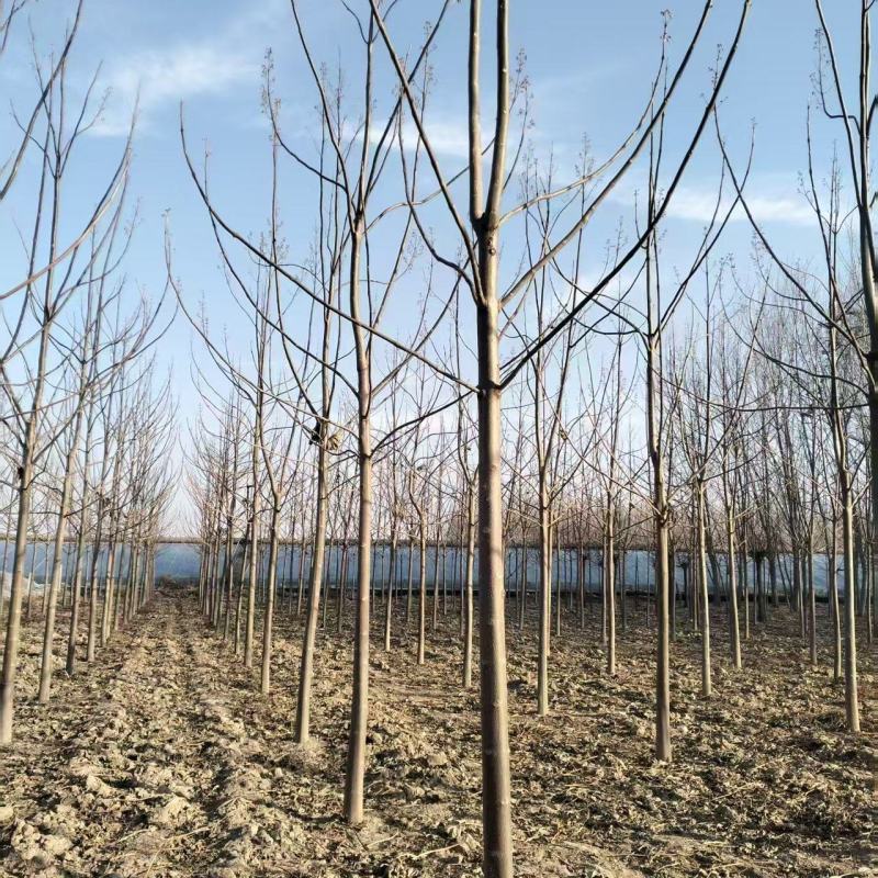 泡桐基地直供紫花泡桐3~20公分的量大欢迎打电话咨询咨询