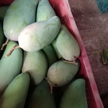 大青芒果