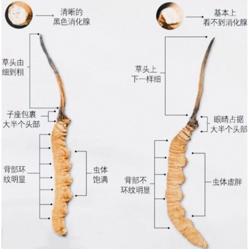 【新品礼盒特惠】正宗青海果洛高海拔冬虫夏草滋补礼盒