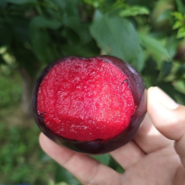 风味玫瑰已成熟，颜色漂亮，果肉爽甜可口，我们这里基地多