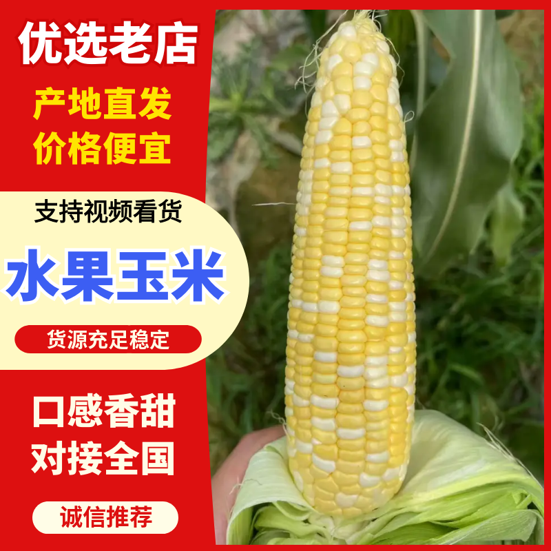 湖北水果玉米库普拉太阳花上市价格便宜，欢迎实地看货