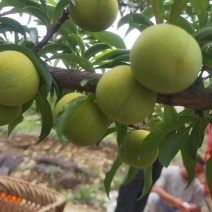 （六马蜂糖李）贵州李子六马直发保证质量对接电商市