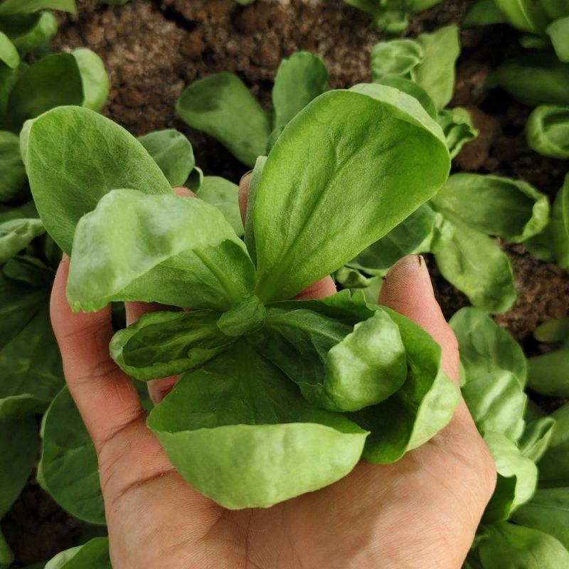 大叶蓬花菜大叶茼蒿圆叶茼蒿蓬哈菜大叶蒿子鹅菜