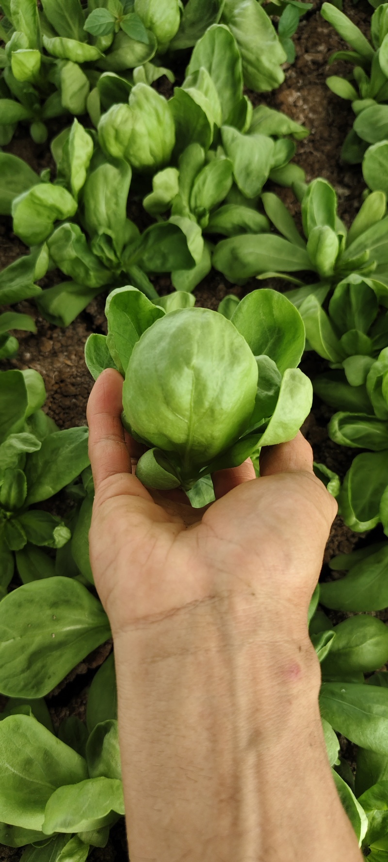 大叶蓬花菜大叶茼蒿圆叶茼蒿蓬哈菜大叶蒿子鹅菜