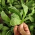 大叶蓬花菜大叶茼蒿圆叶茼蒿蓬哈菜大叶蒿子鹅菜
