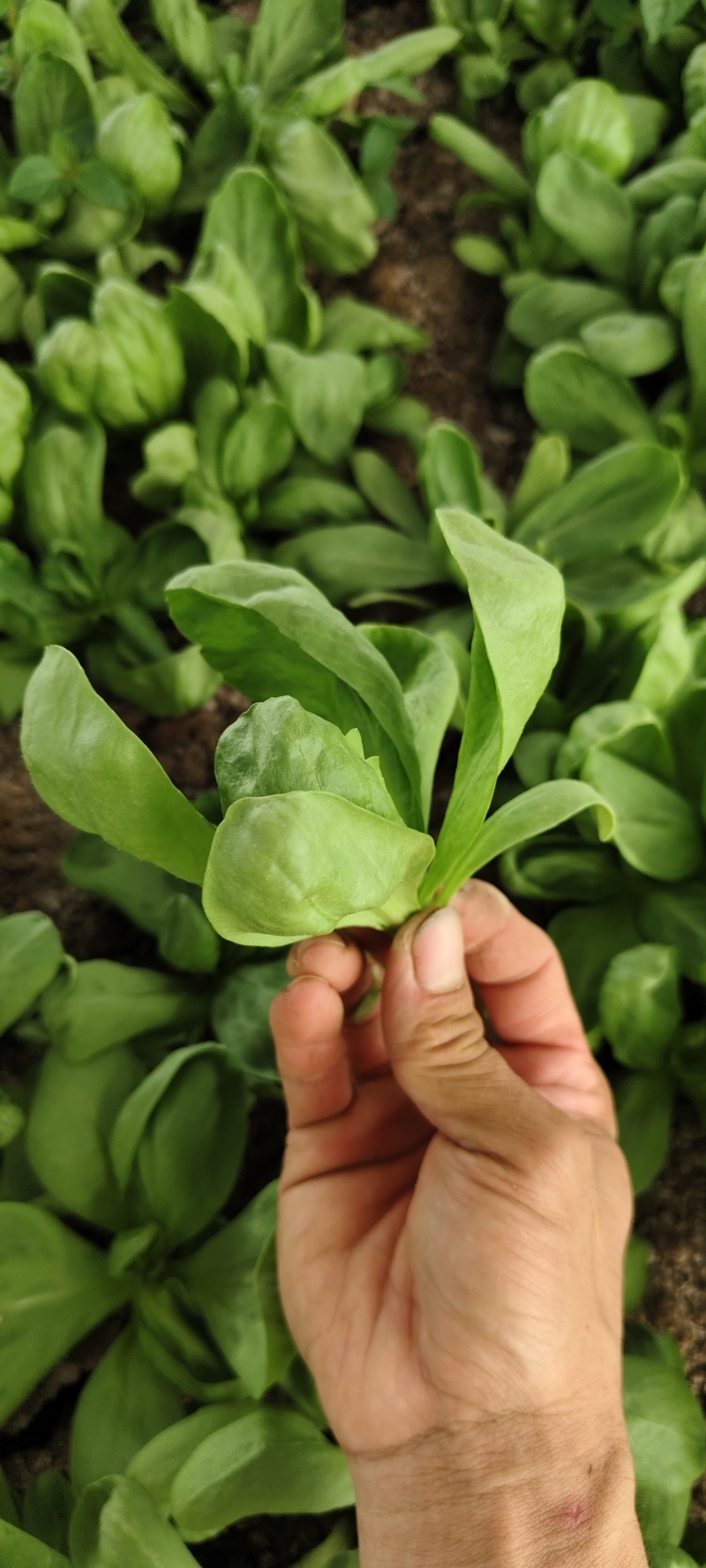 大叶蓬花菜大叶茼蒿圆叶茼蒿蓬哈菜大叶蒿子鹅菜