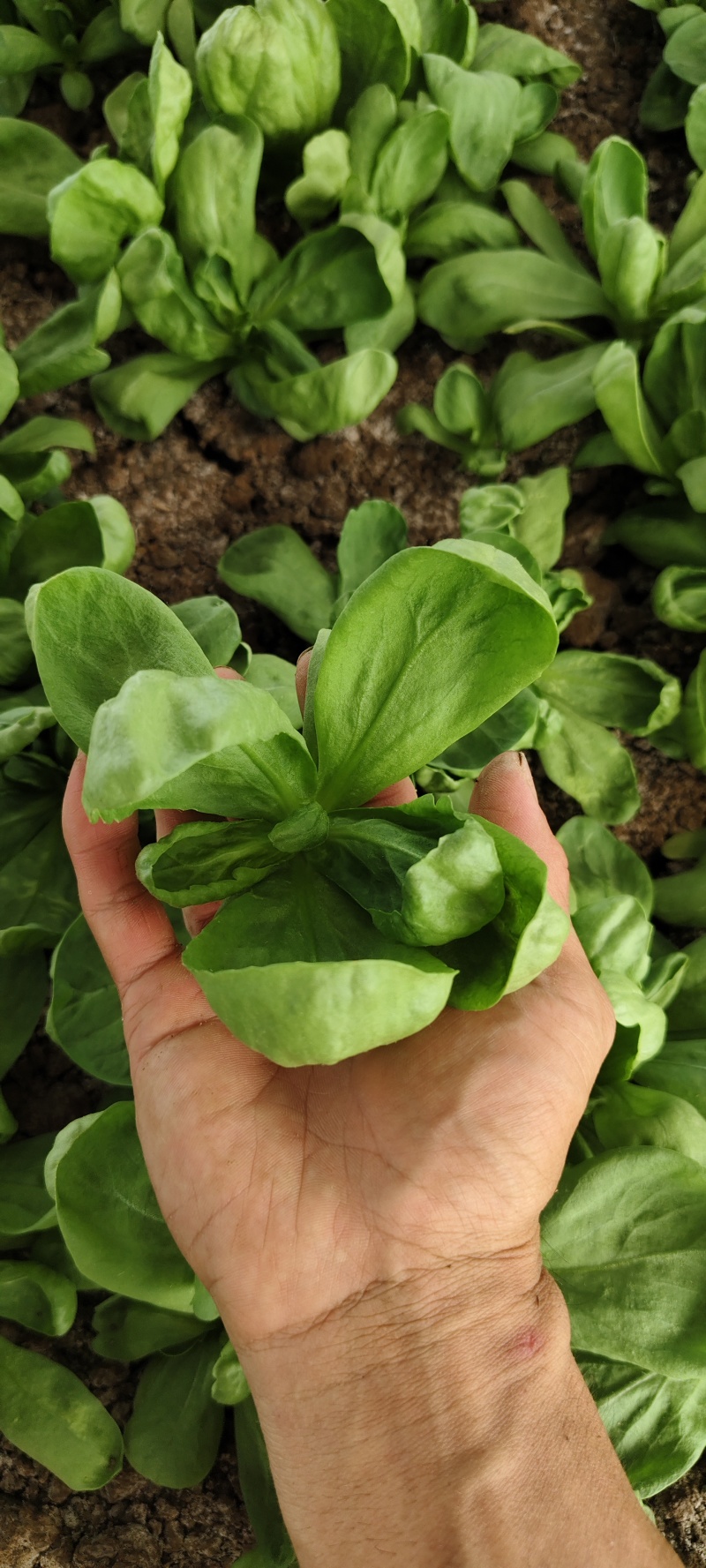大叶蓬花菜大叶茼蒿圆叶茼蒿蓬哈菜大叶蒿子鹅菜