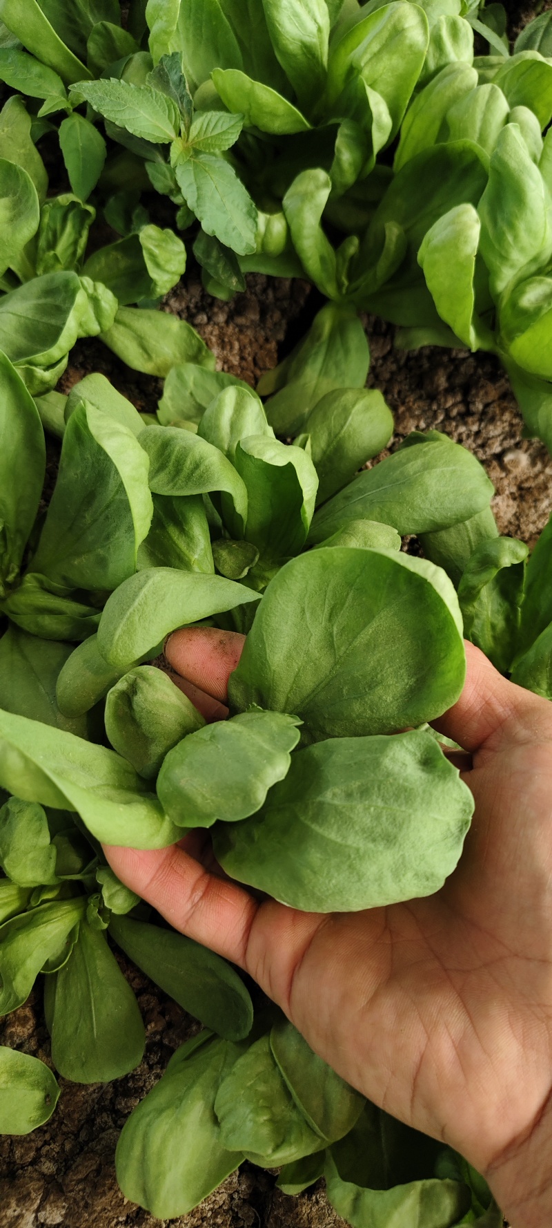大叶蓬花菜大叶茼蒿圆叶茼蒿蓬哈菜大叶蒿子鹅菜