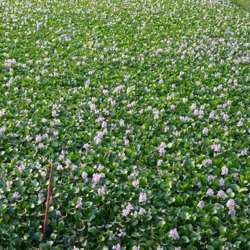 特级水葫芦，凤眼莲，凤眼蓝，水芙蓉，种植基地