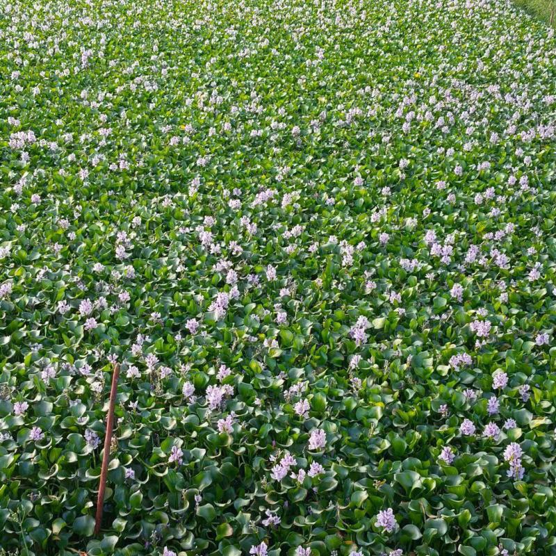特级水葫芦，凤眼莲，凤眼蓝，水芙蓉，种植基地