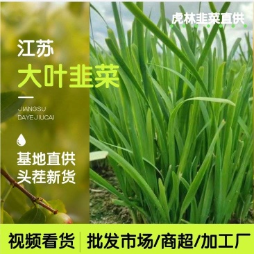 大叶精品韭菜，品质保证/大量上市/基地直发