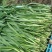 大叶精品韭菜，品质保证/大量上市/基地直发
