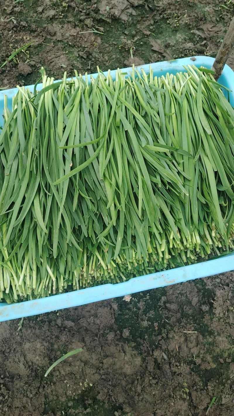 大叶精品韭菜，品质保证/大量上市/基地直发