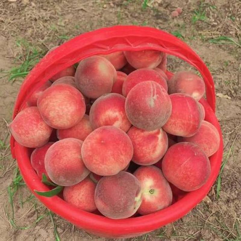 水蜜桃【对接电商】脆甜爽口产地直发，对接全平台，价格电聊