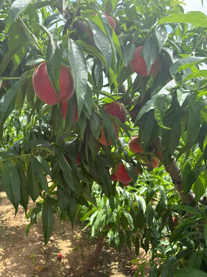水蜜桃【对接电商】脆甜爽口产地直发，对接全平台，价格电聊
