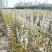 梨树基地常年供应0.6~15公分的梨树，欢迎咨询