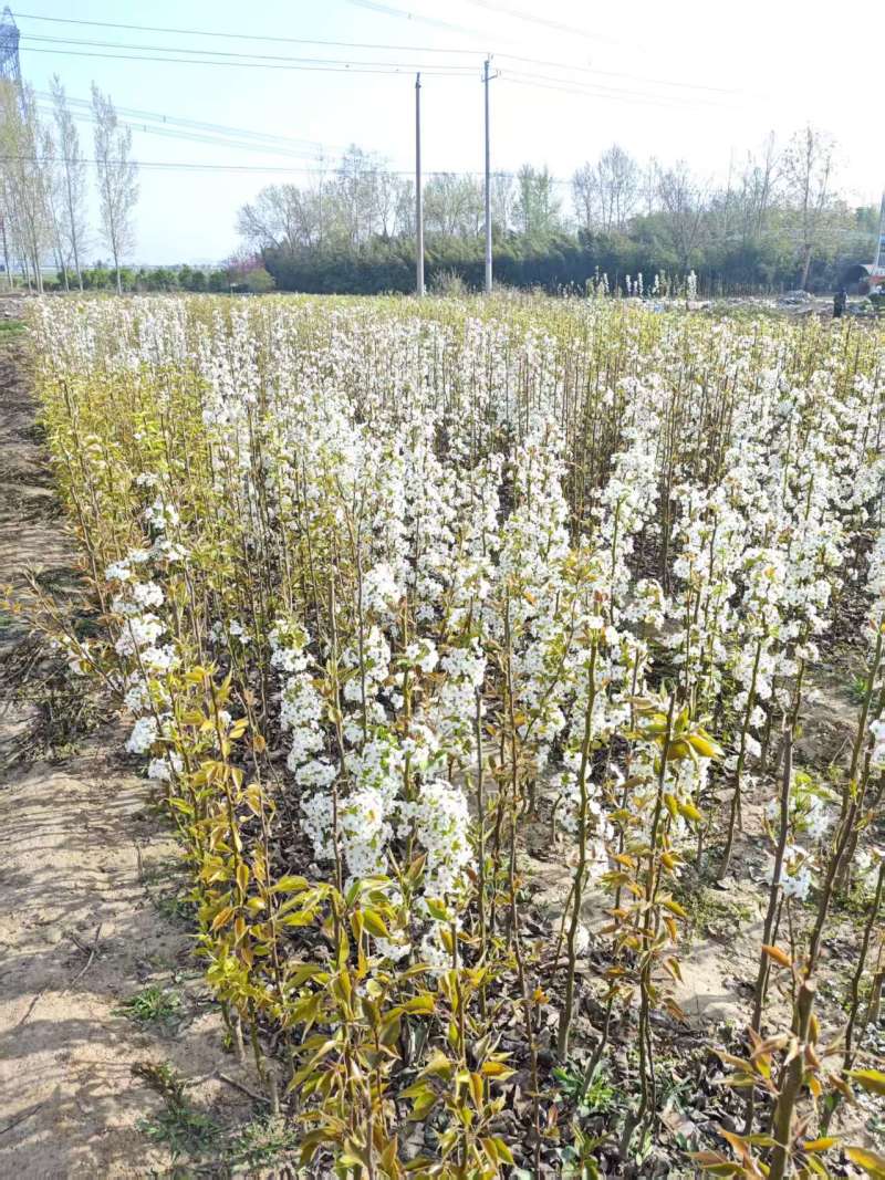 梨树基地常年供应0.6~15公分的梨树，欢迎咨询