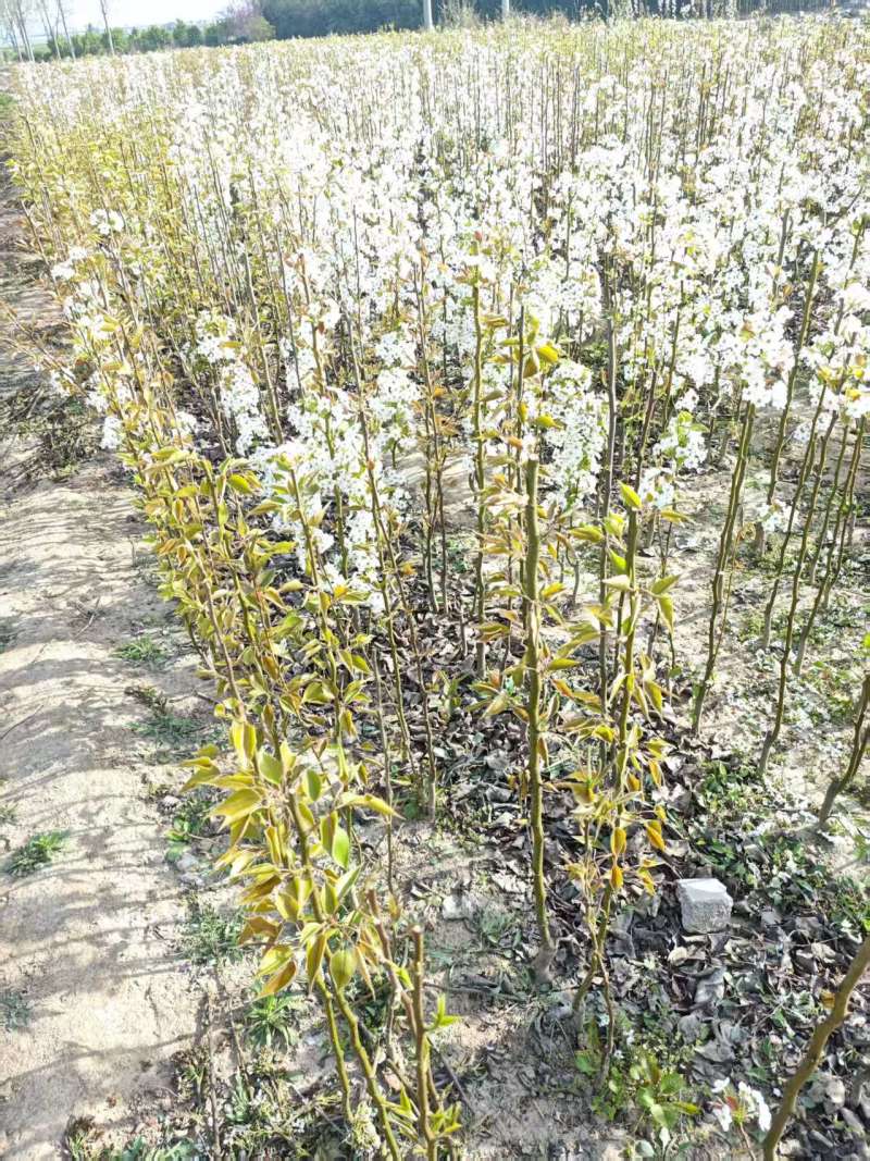 梨树基地常年供应0.6~15公分的梨树，欢迎咨询
