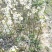 梨树基地常年供应0.6~15公分的梨树，欢迎咨询