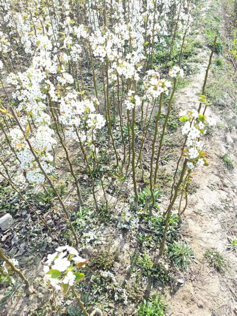 梨树基地常年供应0.6~15公分的梨树，欢迎咨询