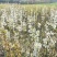 梨树基地常年供应0.6~15公分的梨树，欢迎咨询