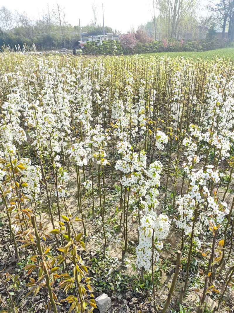 梨树基地常年供应0.6~15公分的梨树，欢迎咨询