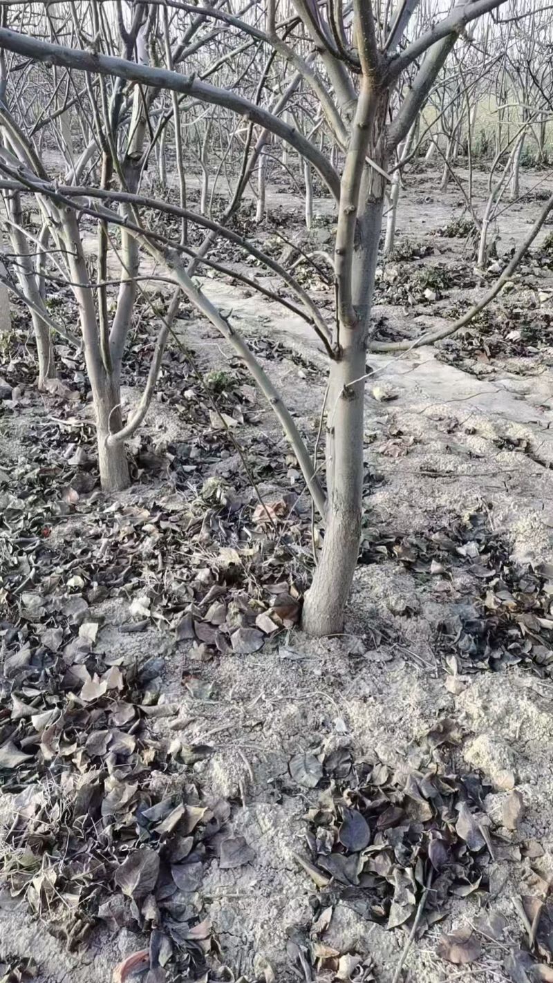 梨树基地常年供应0.6~15公分的梨树，欢迎咨询