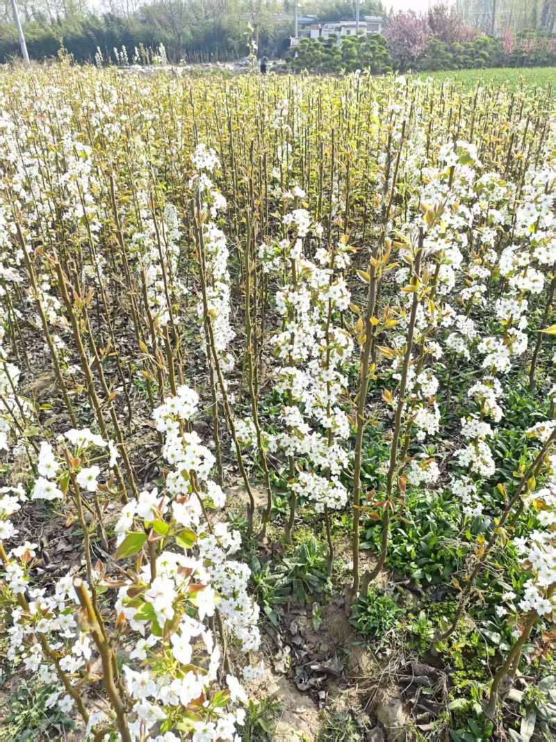 梨树基地常年供应0.6~15公分的梨树，欢迎咨询