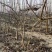 梨树基地常年供应0.6~15公分的梨树，欢迎咨询