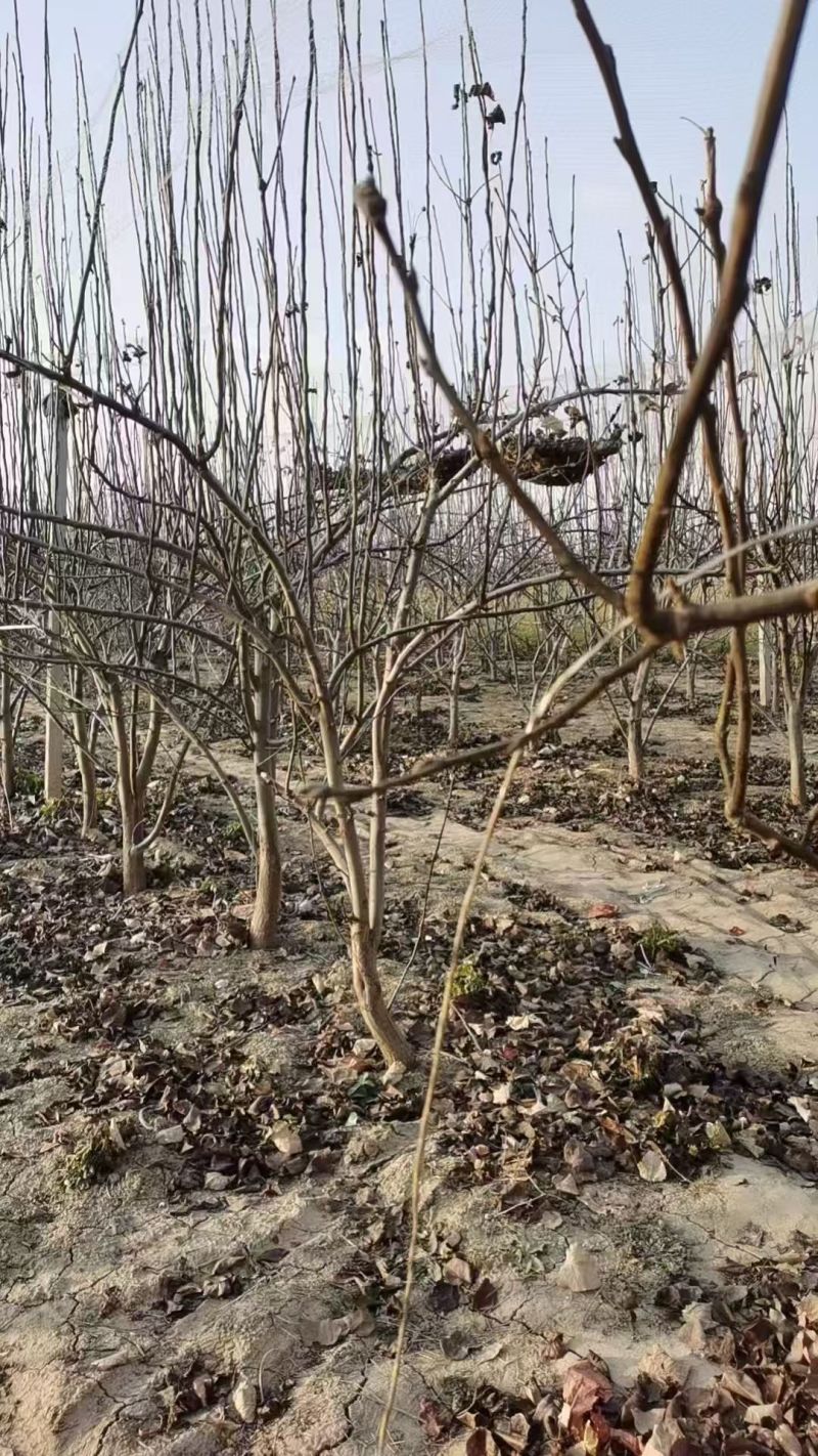 梨树基地常年供应0.6~15公分的梨树，欢迎咨询